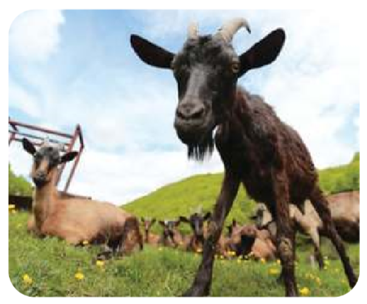 Gambar Populasi kambing di padang rumput