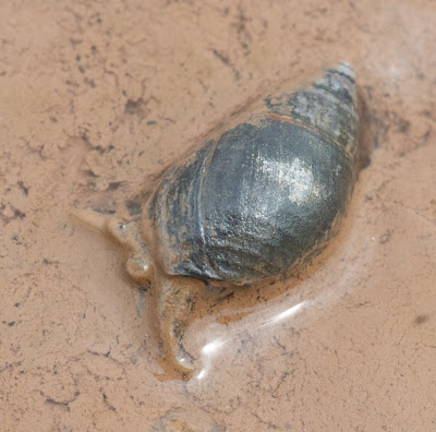 Mud Dog Whelk (Nassarius obsoletus)