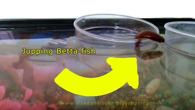 Betta fish jumping