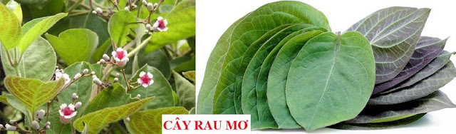 Tự Chữa Bệnh Bằng Cây Thuốc Nam - CÂY RAU MƠ