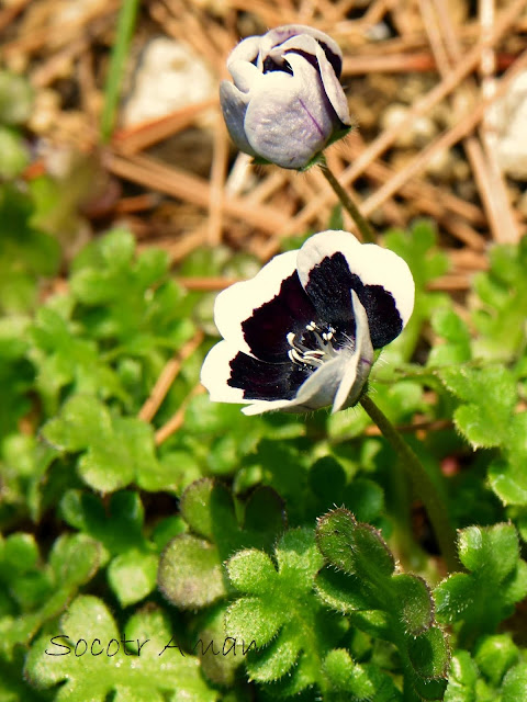 Nemophila menziesii