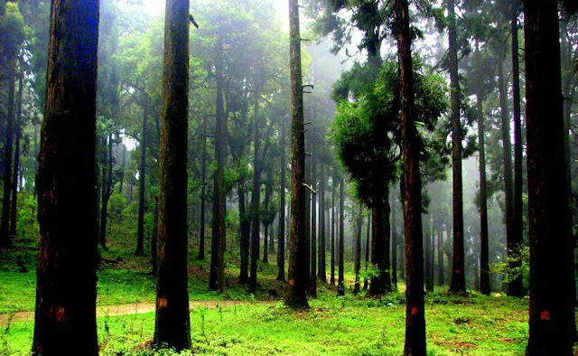 Damp environment of the Dow Hill