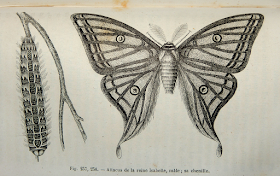 Graellsia isabelae