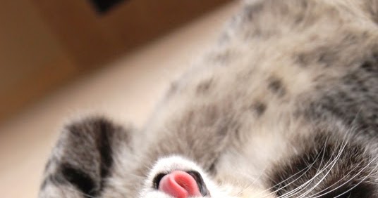 Companion Animal Psychology Food Enrichment For Cats