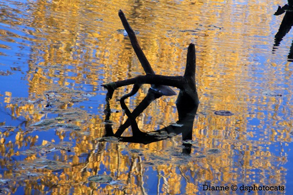 IMG_9184 Reflections In The Pond