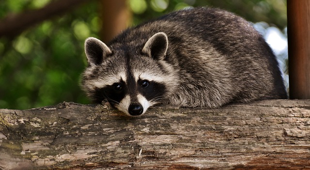 Raccoon facts