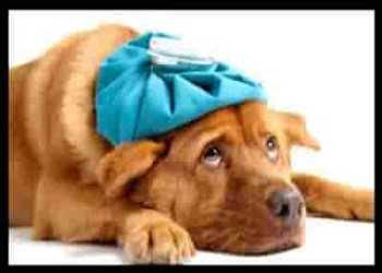 can dogs get the flu