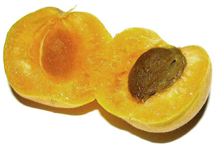 benefits_of_eating_apricots_fruits-vegetables-benefits.blogspot.com(8)