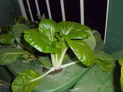 Largest Bok Choy in DWC