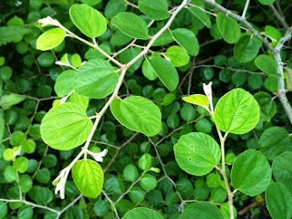 Some benefits of Bidara leaves