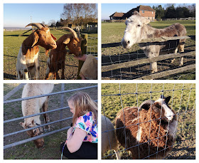 animals at The Llama Park