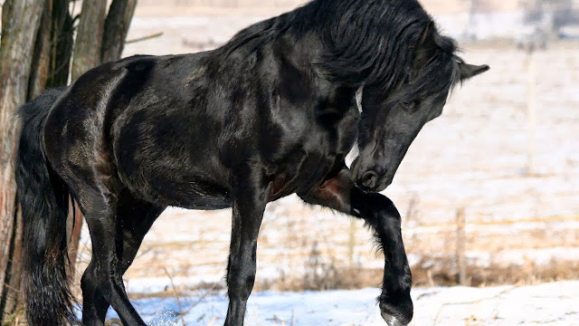 Beautiful Black Horse HD Wallpaper Free