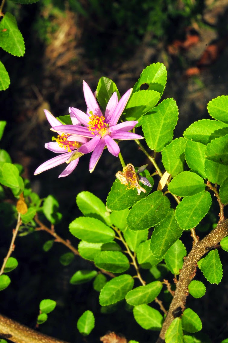 福星花園 水蓮木