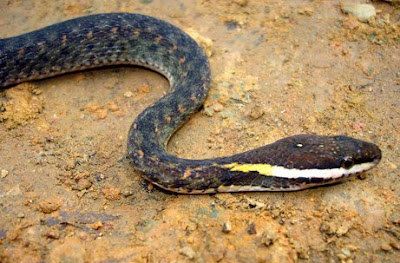 Common Keelback