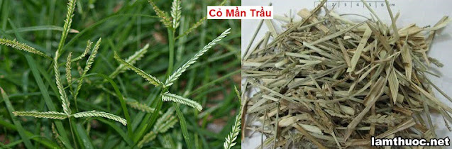 CÂY THUỐC TRỊ BỆNH THÔNG DỤNG - CỎ MẦN TRẦU