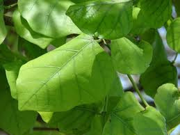 Erabadu Leaves