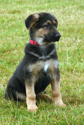 German Shepherd Puppy Picture