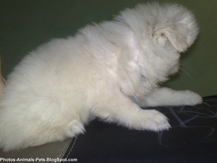 White puppy cute