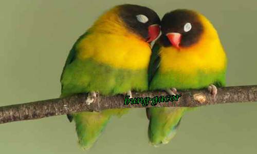 Perbedaan Ciri Lovebird Jantan Dan Betina Paling Akurat