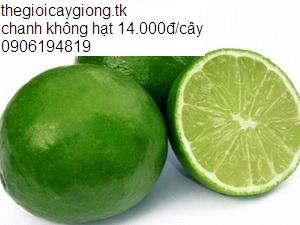 thegioicaygiong . Chanh không hạt Limca 14.000đ/cây dễ trồng nhiều trái
