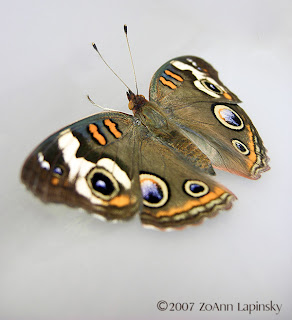 Click for Larger Image of Buckeye Butterfly