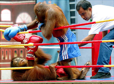 Olahraga Tinju Orangutan Di Thailand [ www.BlogApaAja.com ]