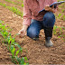 Sustainable Agricultural Benefits