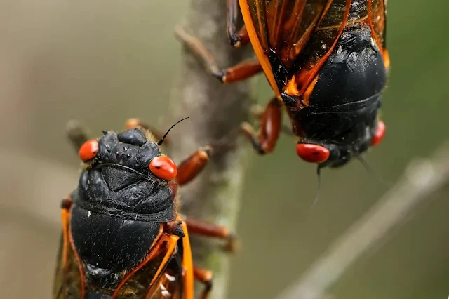 The Resounding Symphony of Cicadas: Nature's Summer Songstress