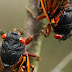 The Resounding Symphony of Cicadas: Nature's Summer Songstress