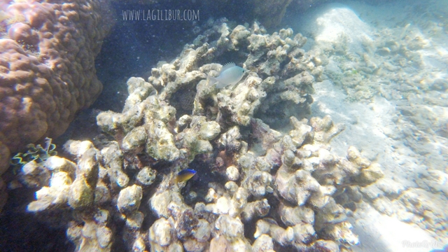 Snorkeling di Pantai Batu Putih Kemujan Karimunjawa