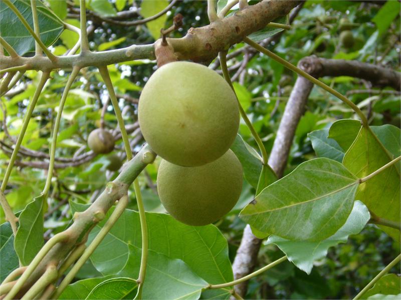 Danau kasih: Buah Keras / Candlenut