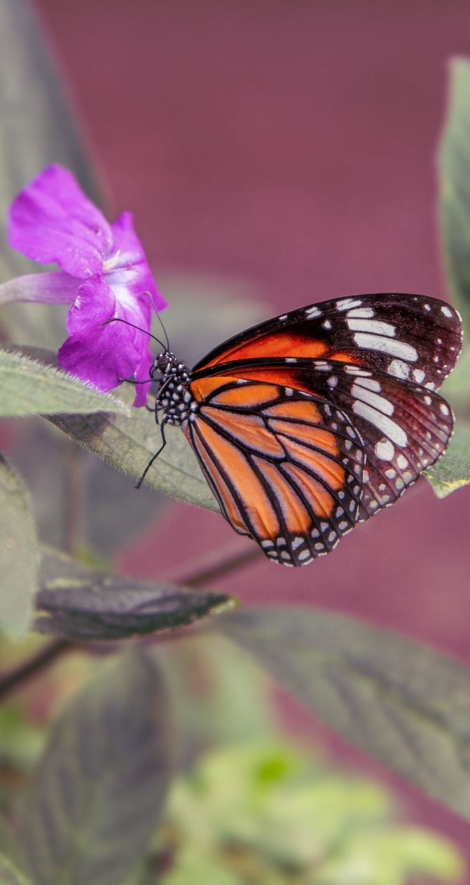 Picture of a beautiful monarch butterfly.