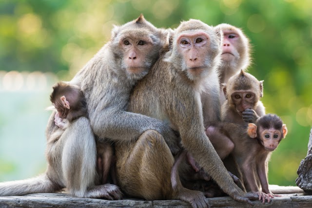 இனி குரங்குகள் பயிர்களை அழிக்க முடியாது ,சுட்டுக்கொல்ல உத்தரவு .