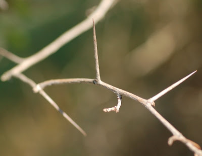 Thorny hawthorn branch