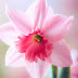 Pink Charm Daffodils: Beauty in Shades of Pink