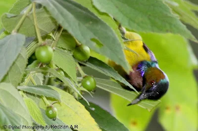 Brown-throated Sunbird