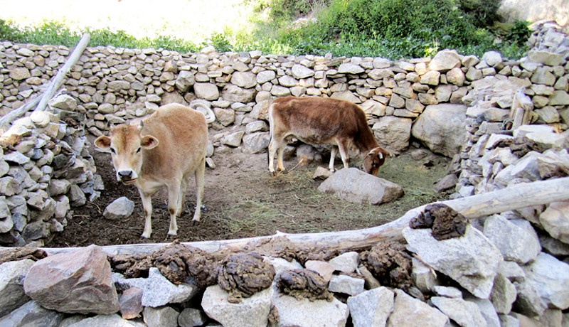 Cattle at Nako village