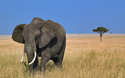 foto de elefante con cuernos