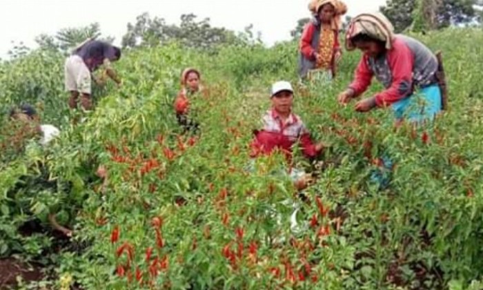 Kelompok pemberdayaan hortikultura Desa Terong panen 60-an kilogram Lombok