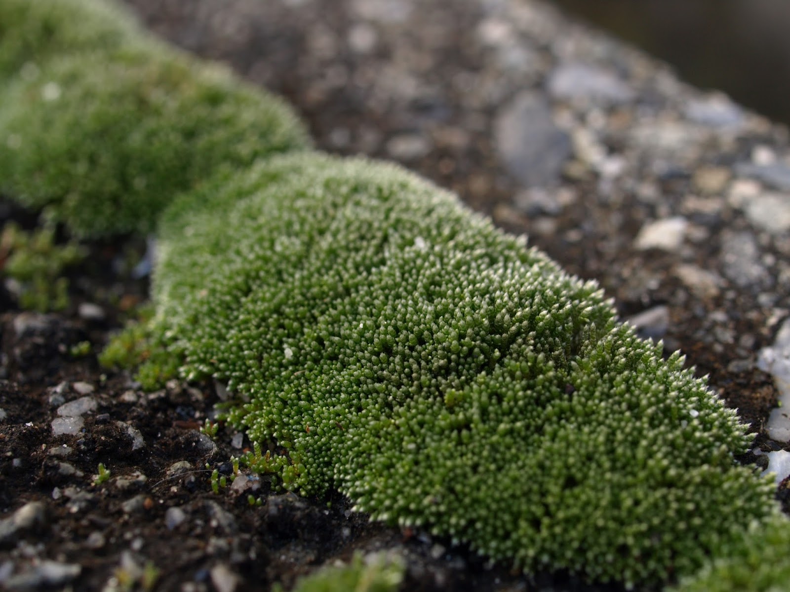 道草 Michikusa Blog 小さな苔の森 苔テラリウムの育て方 カビ対策 予防編