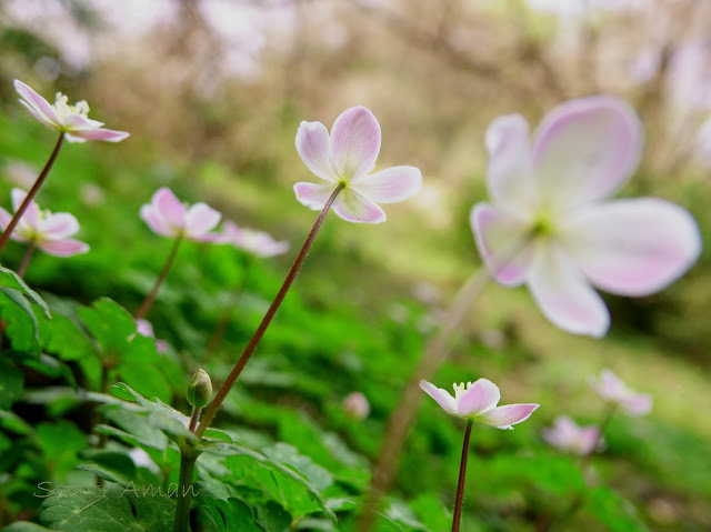 Anemone flaccida