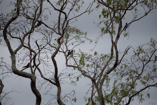 Cauvery Melagiri Hills Kenneth Anderson Eastern Ghats Western Ghats Birds