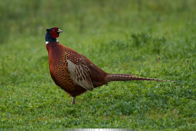 Fazant - Pheasant - Phasianus colchicus 