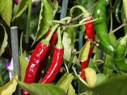 About chilli plant in Hindi