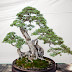 Cara Merawat Bakalan Bonsai Serut