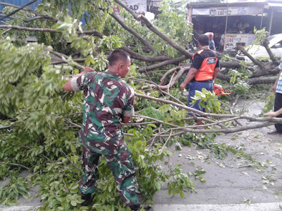 Bersama Tim TRC BPBD & Relawan Babinsa Evakuasi Pohon Tumbang
