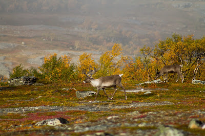 Nordic Point of View: In a halfway. Reindeers