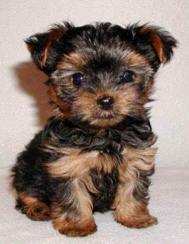 Cute Puppies Female Aphrodisiac Male Contraceptive