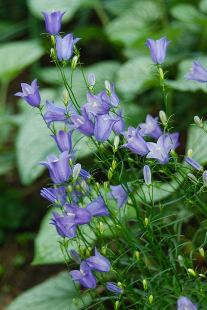 Campanula 'Tinkerbell'