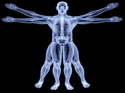 vitruvian